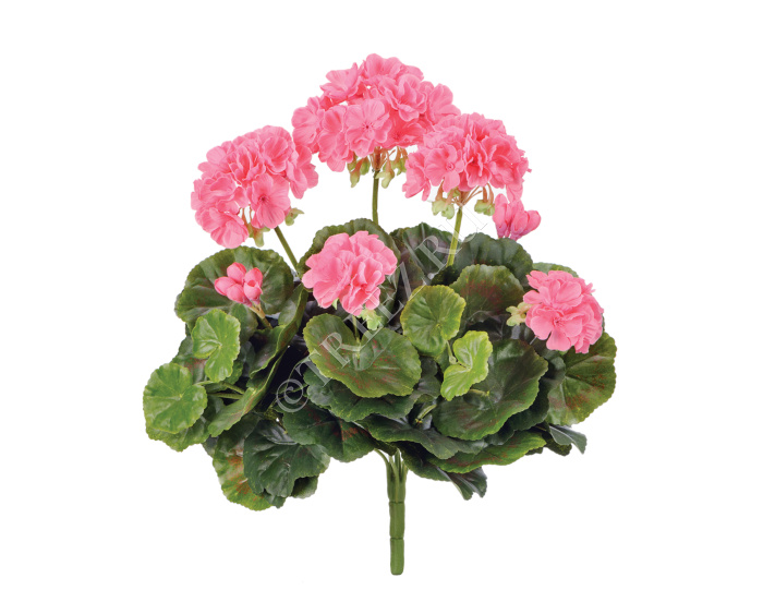 Герань ярко-розовая цветущий куст фото