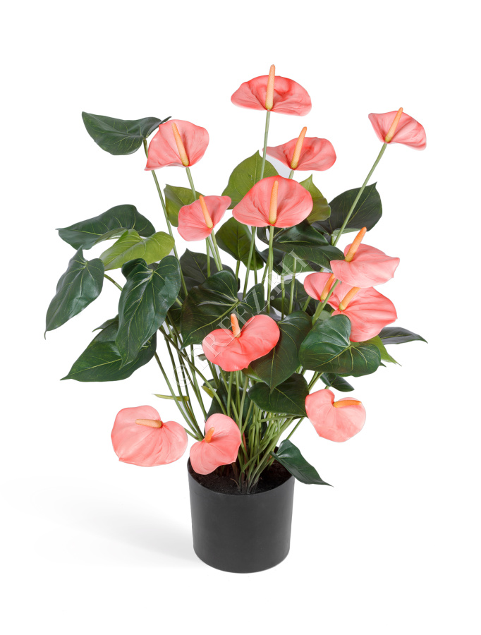 Антуриум Де Люкс большой куст нежно-розовый в кашпо фото