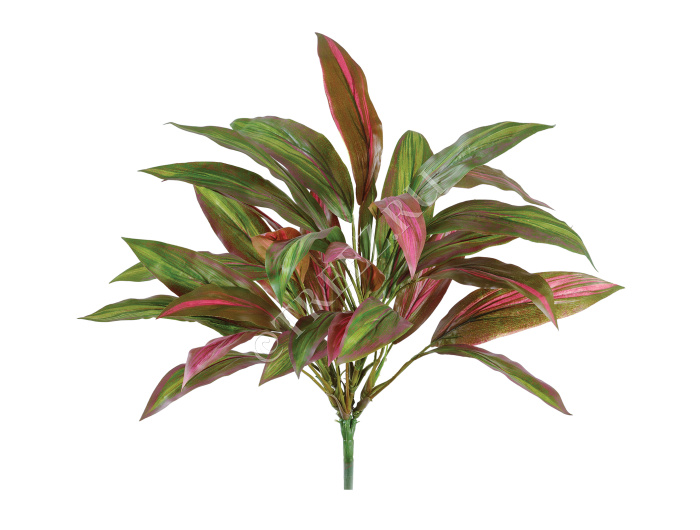 Драцена бордово-зелёная куст фото