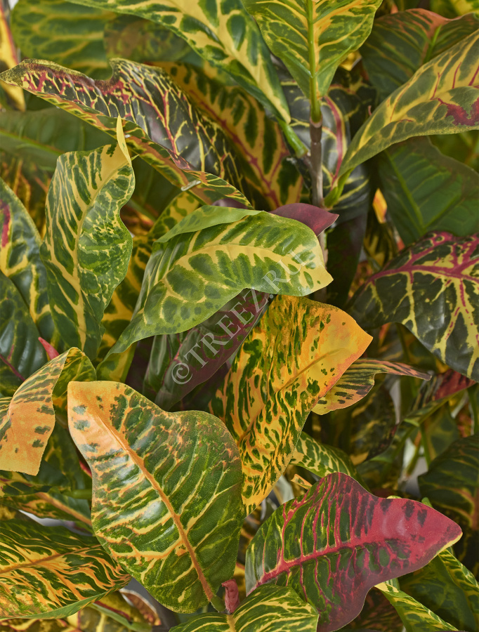 Кротон куст зелёно-жёлто-розовый (Sensitive Botanic) фото