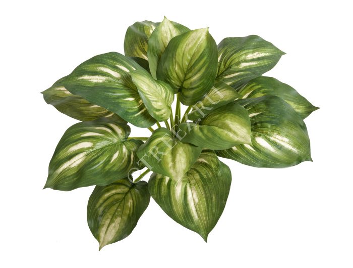 Хоста бело-зелёная большая фото