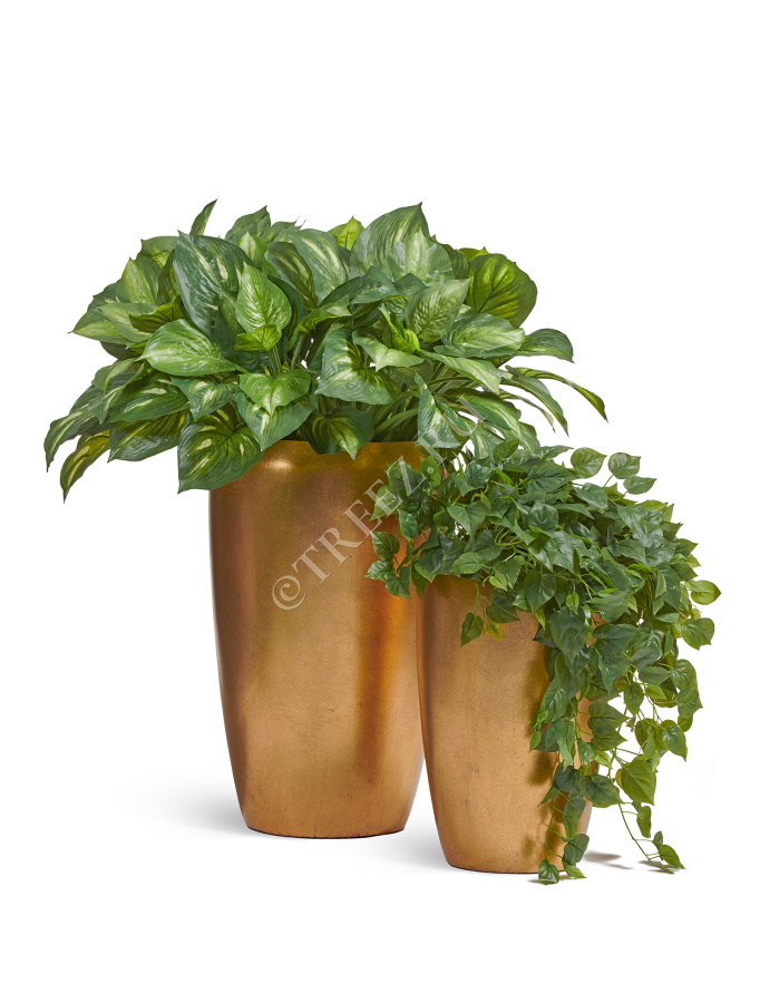 Хоста жёлто-зелёная большая (Sensitive Botanic) фото