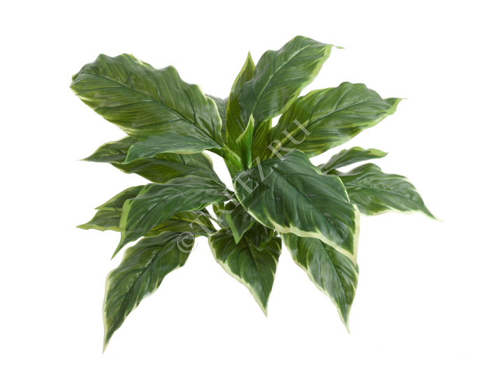 Хоста Соу Свит зелёная с белой каймой (Sensitive Botanic) фото