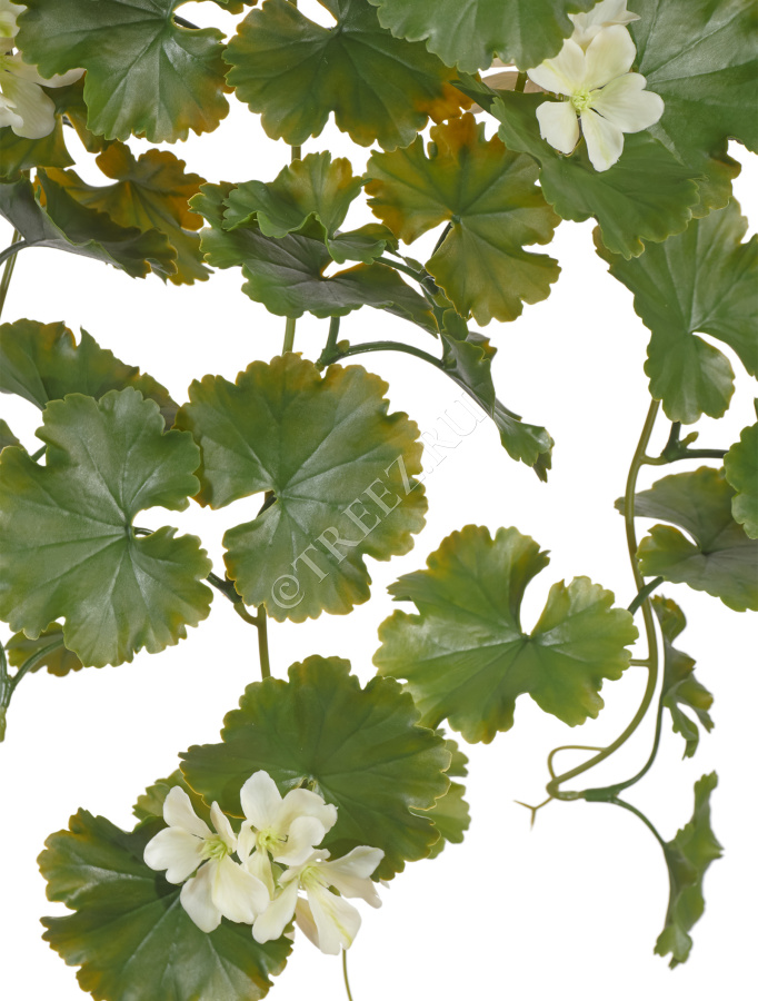 Герань ампельная кремовая (UV-фильтр) фото