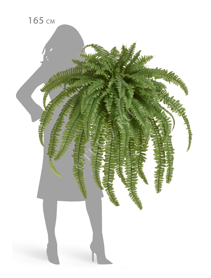 Папоротник Бостон Новый свисающий Мидл фото