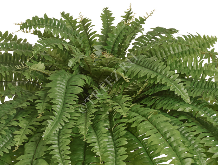 Папоротник Бостон Новый свисающий Мидл фото