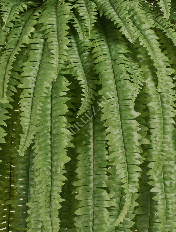 Папоротник Бостон Новый свисающий Лардж фото