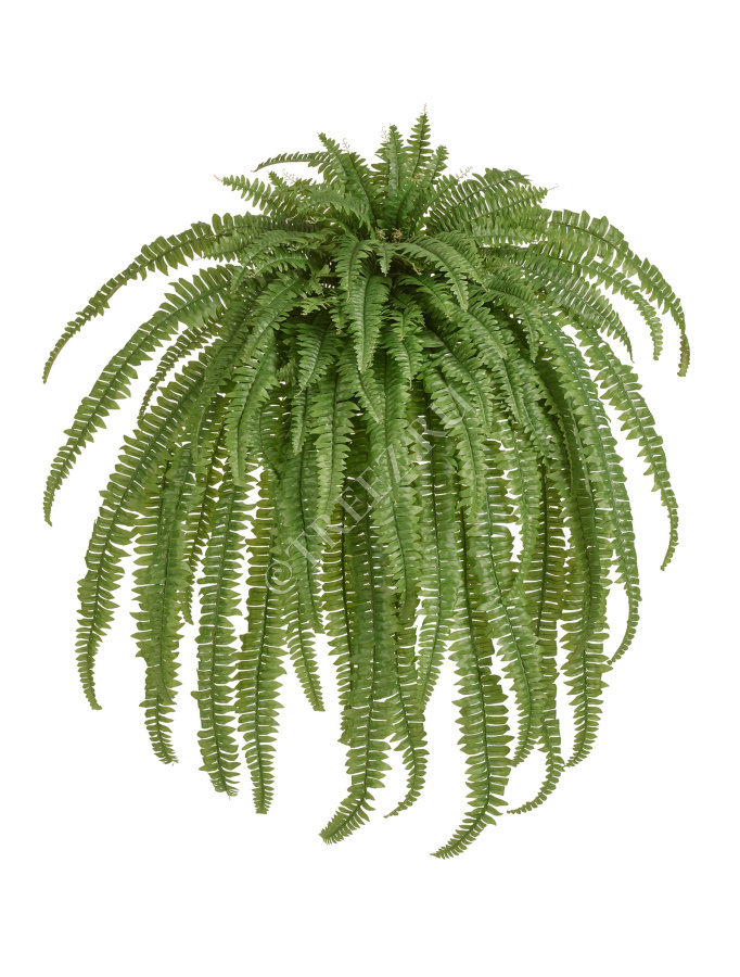 Папоротник Бостон Новый свисающий Биг фото