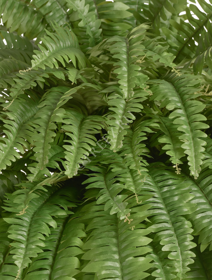 Папоротник Бостон Новый свисающий Гигант фото