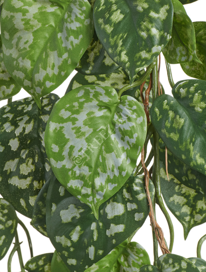 Сциндапсус Пиктус куст ампельный (серия FR - огнезащита) фото