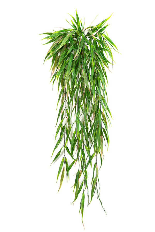 Эвкалипт узколистный ампельный зелёный с розовым фото