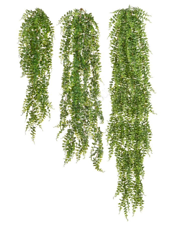 Папоротник Лесной ампельный фото