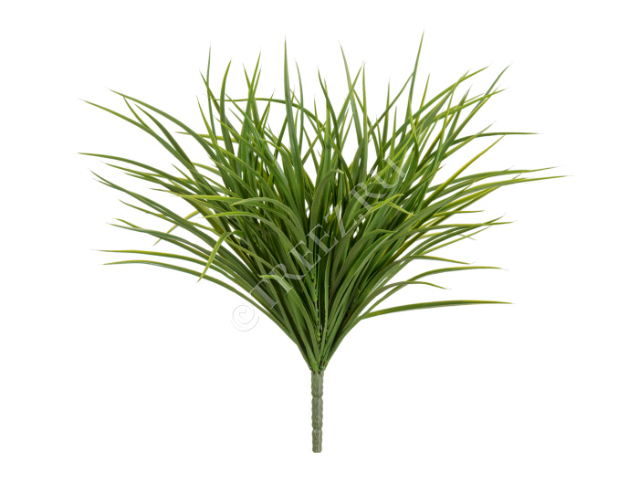 Трава Грасс Мидл куст фото