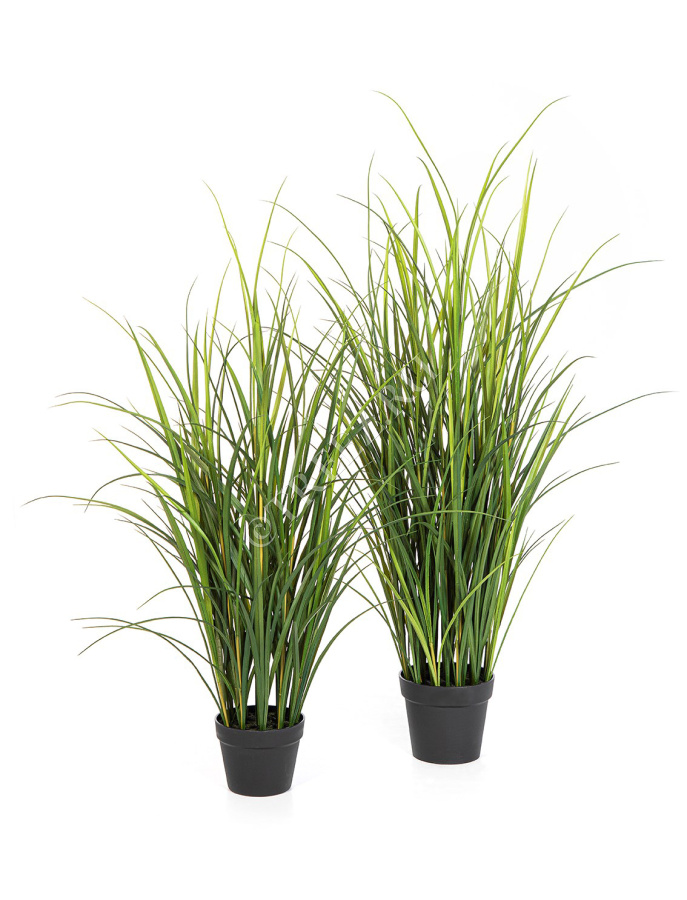 Тростник куст фото