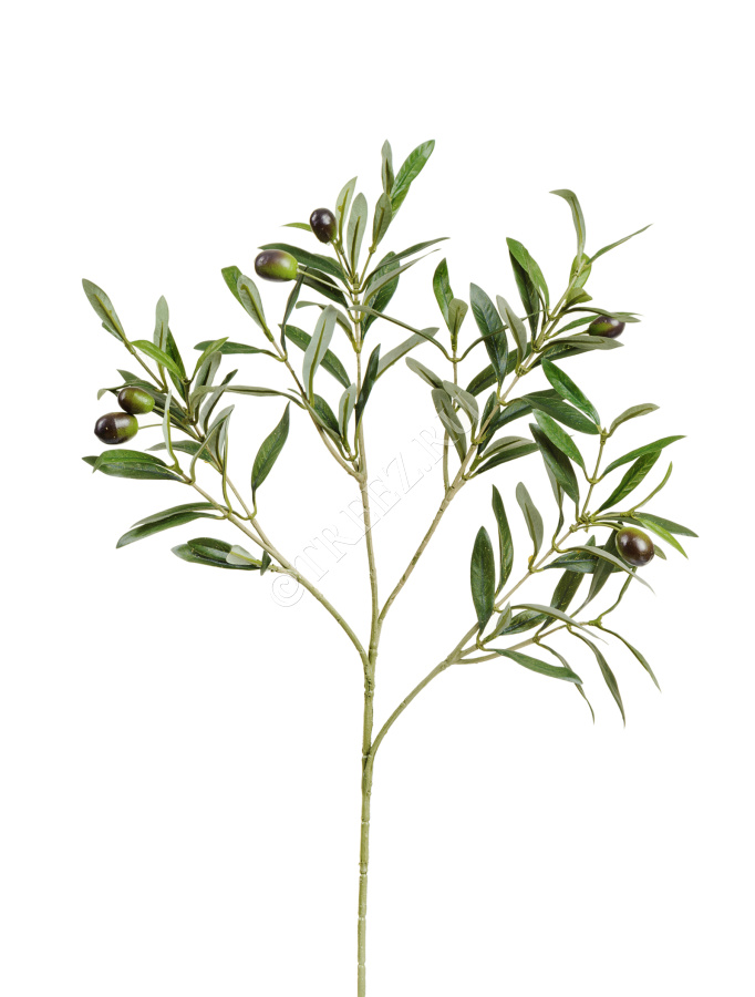 Ветка оливы натуральной с плодами фото