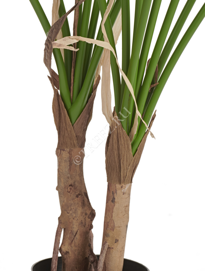 Филодендрон Гоэлди куст большой фото