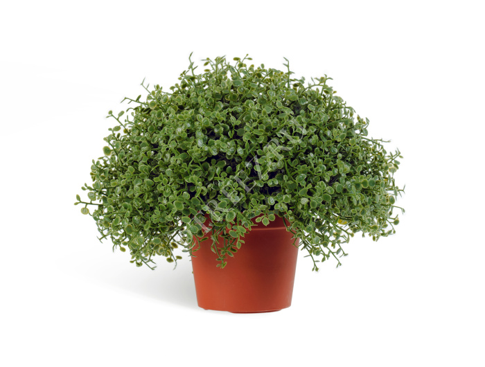 Рясковый мох в горшочке фото