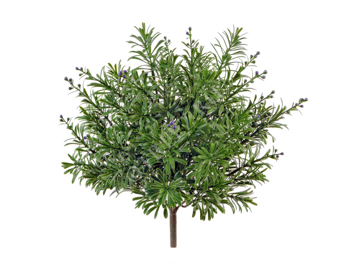 Кроссостефиум (Миллер) зелёный куст с фиолет.завязями фото