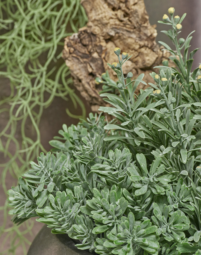 Дасти Миллер куст серо-зелёный припылённый фото