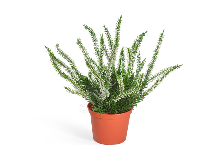 Эрика (вереск) куст белый фото