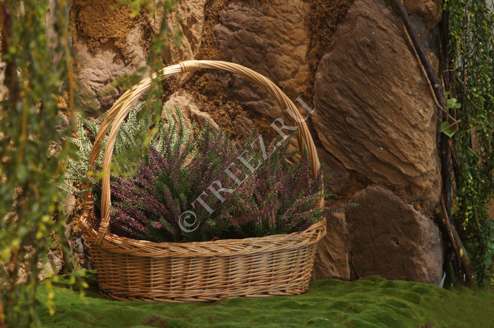 Эрика (вереск) большой куст нежно-розовый фото