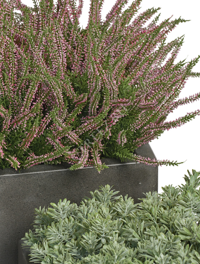 Эрика (вереск) большой куст нежно-розовый фото