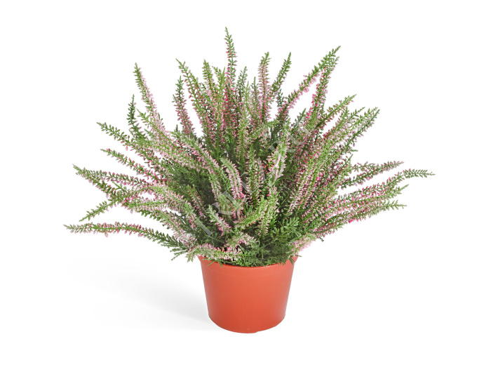 Эрика (вереск) большой куст нежно-розовый фото