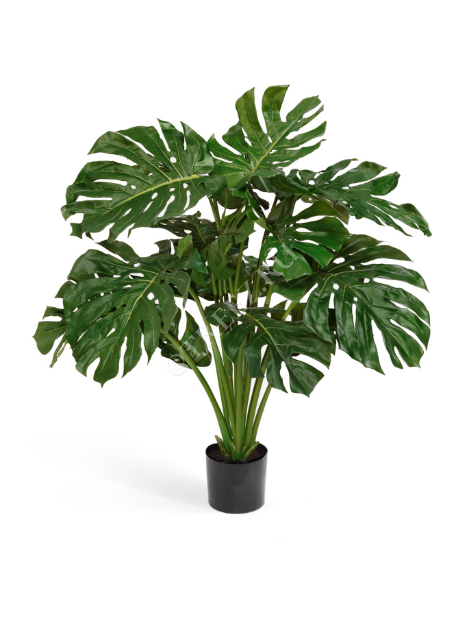 Монстера куст фото