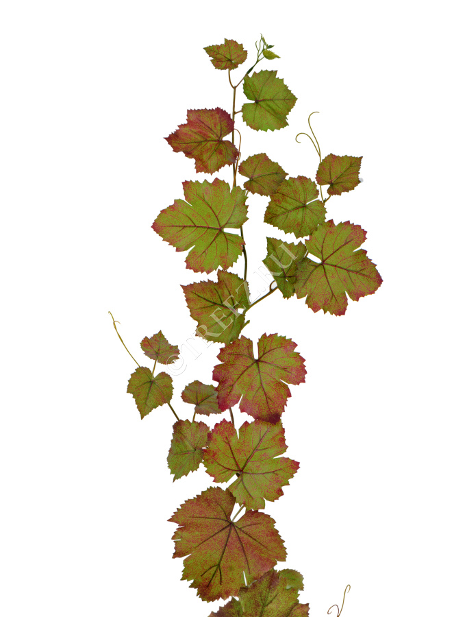 Виноградная гирлянда зелёная с прожилками бордо фото