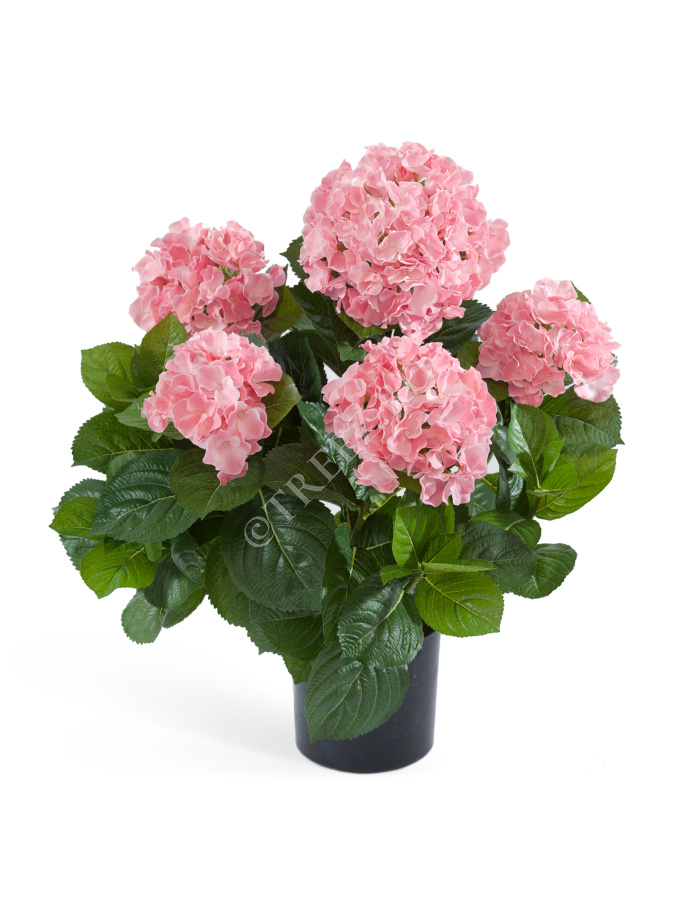 Гортензия куст большой розовый в горшке фото