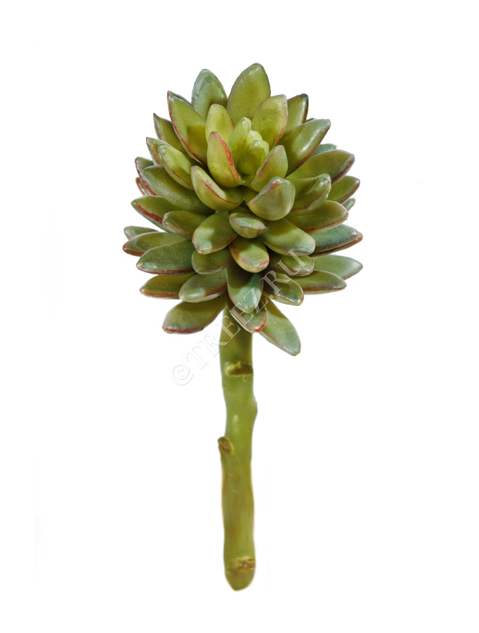 Суккулент Синокрассула фото