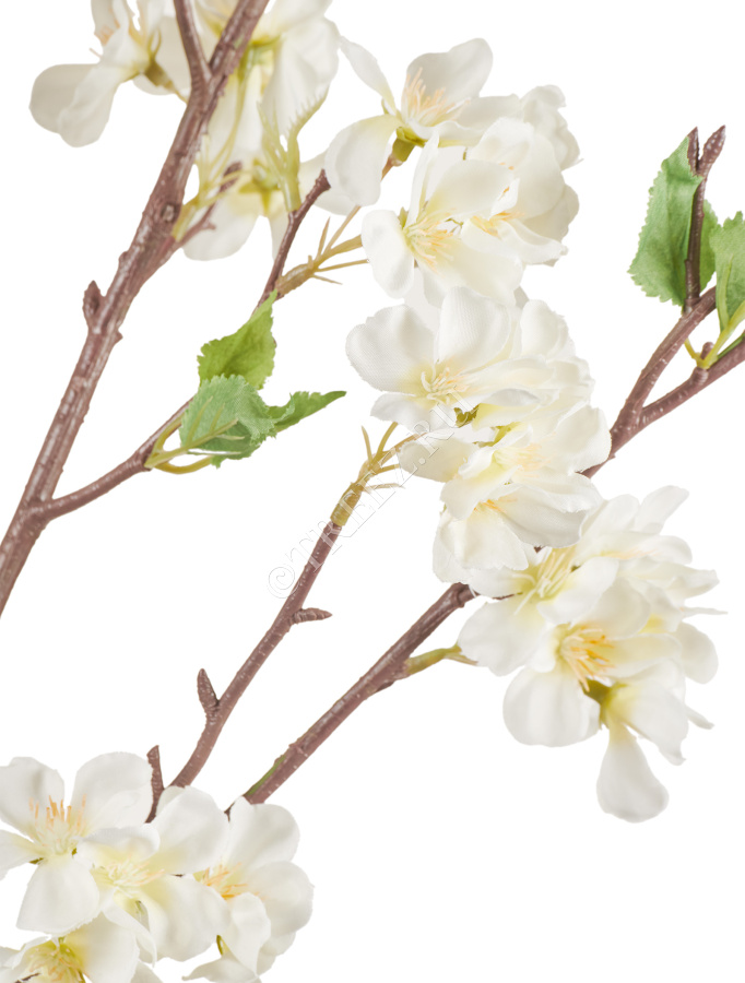 Ветка Сакуры белая Дворец императора средняя фото