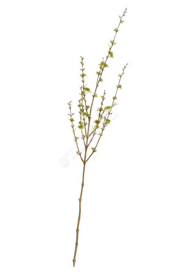 Ветка Корнелиан Черри нежно-зелёная малая фото