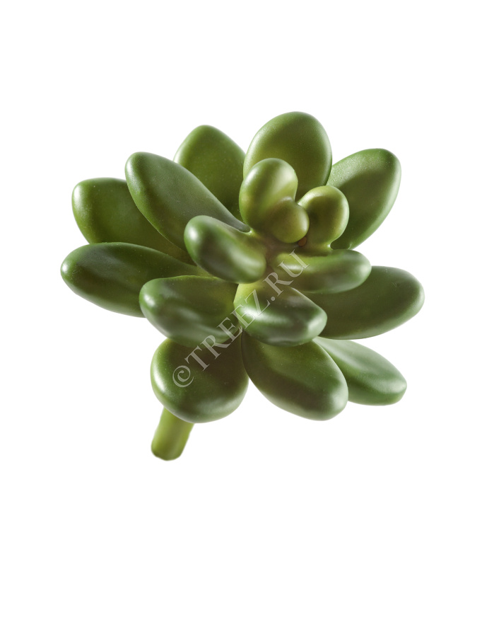 Мини-суккулент Эхеверия Амоена Кристата фото