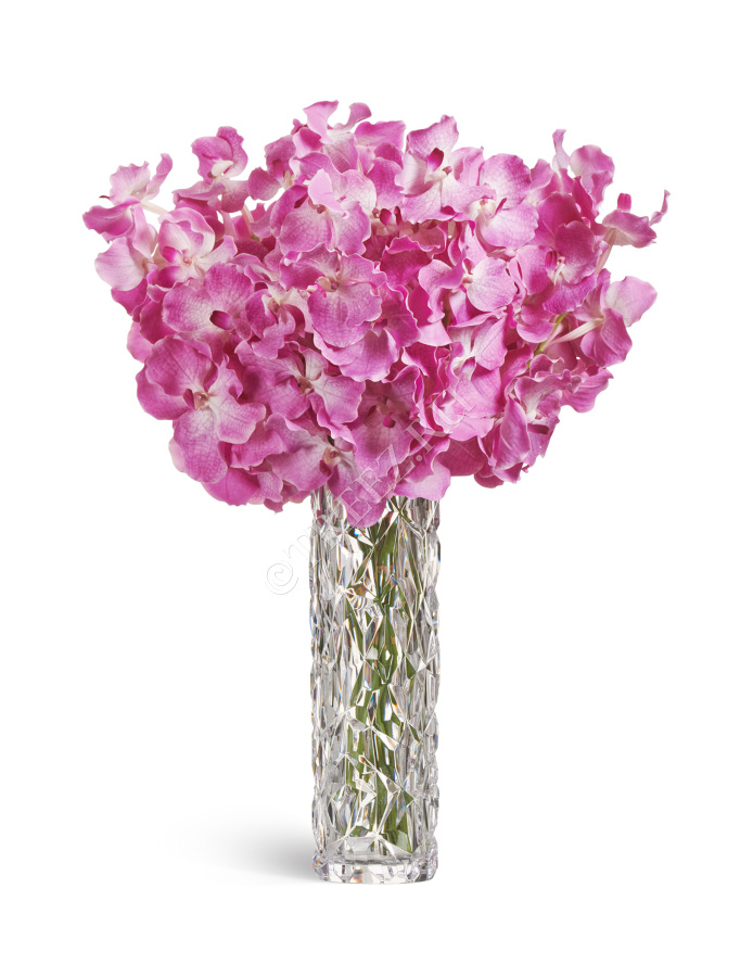 Орхидея Ванда с ярко-сиреневыми прожилками фото