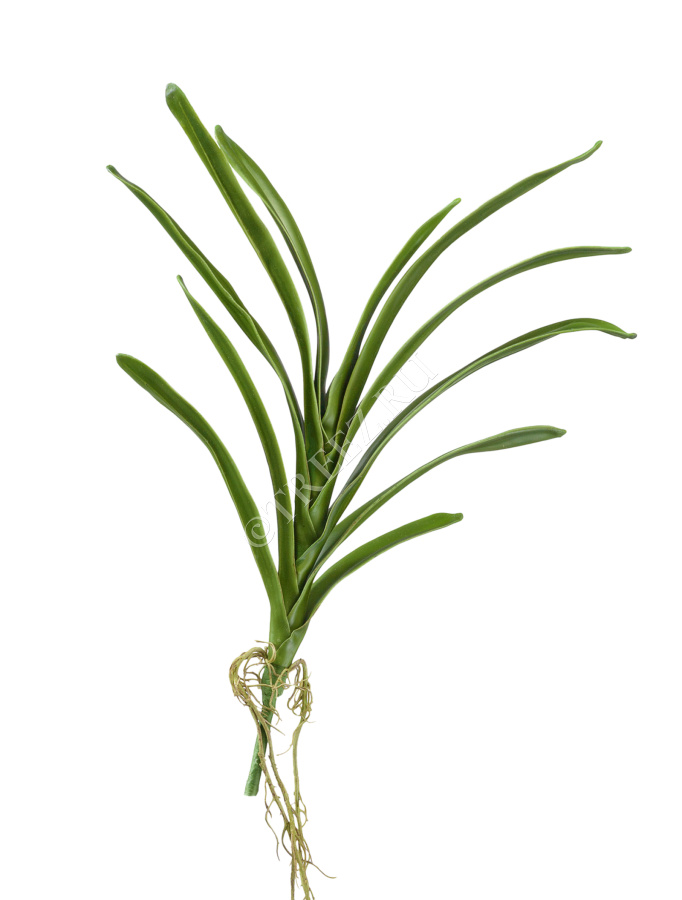 Листья орхидеи Ванды с корнями фото