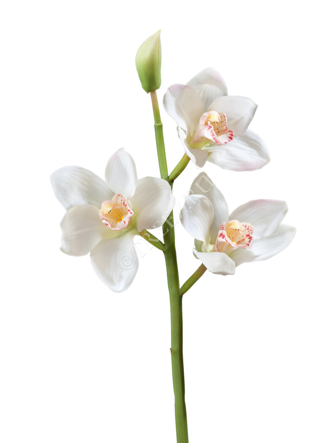 Орхидея Цимбидиум ветвь белая малая фото