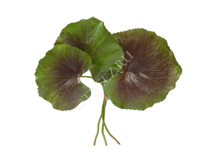 Листы Галакса зелёно-бордовые 3 шт. фото