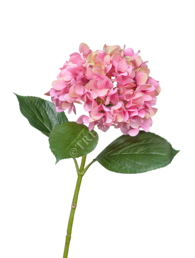 Гортензия "Grande Fiore" ярко-розовая фото