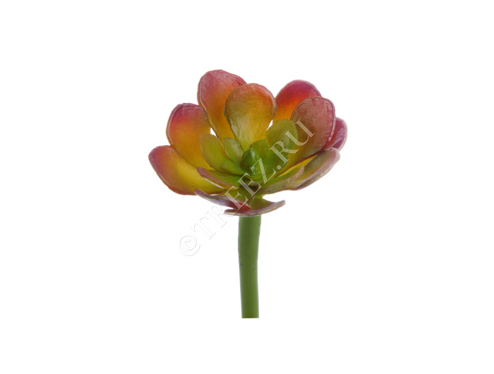 Мини-Суккулент Эониум Декорум зелёно-бордовый фото