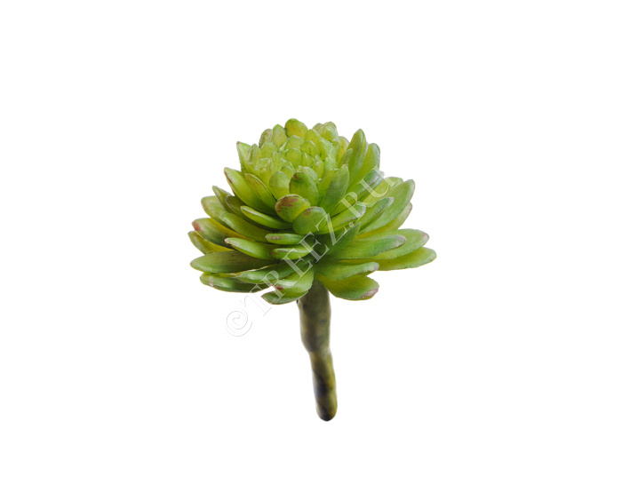 Мини-суккулент Эхеверия Даренберга фото