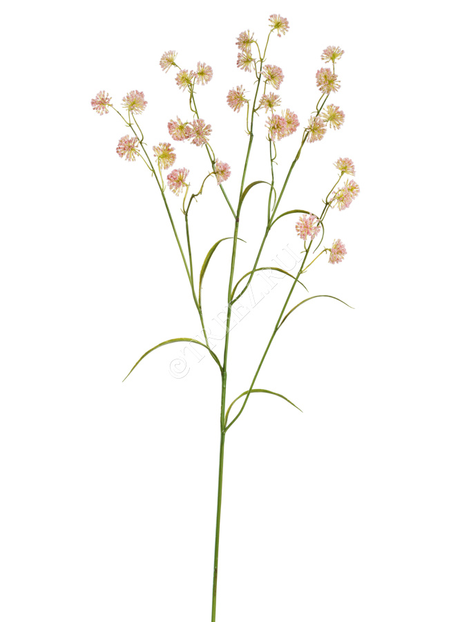 Астранция Вайлд нежно-розовая фото