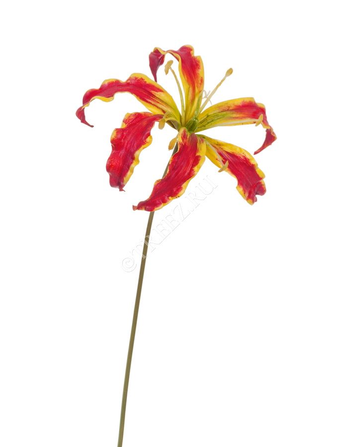 Глориоза алая с жёлтым фото