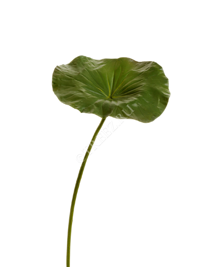 Лист Лотоса фото