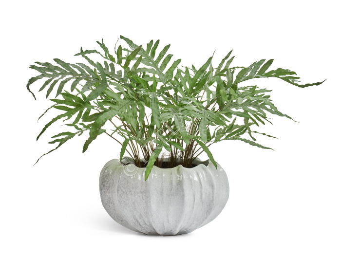 Кашпо TREEZ Effectory - Aura - Низкая Design-чаша - Жемчужный лак фото