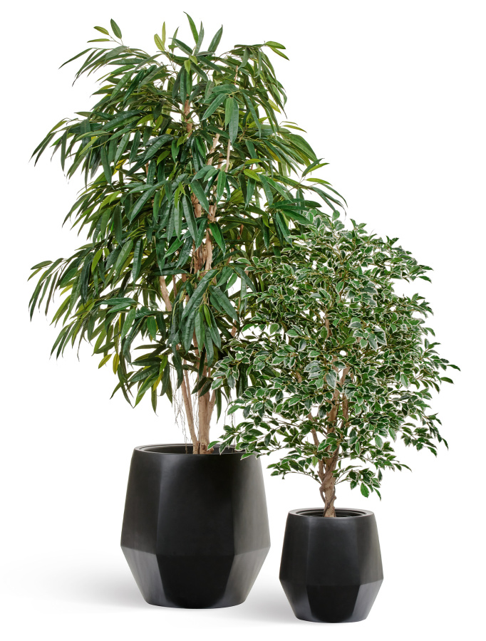 Сет № 5 - Лонгифолия Роял и Фикус Фолиа в кашпо Treez Effectory Crystal антрацит фото
