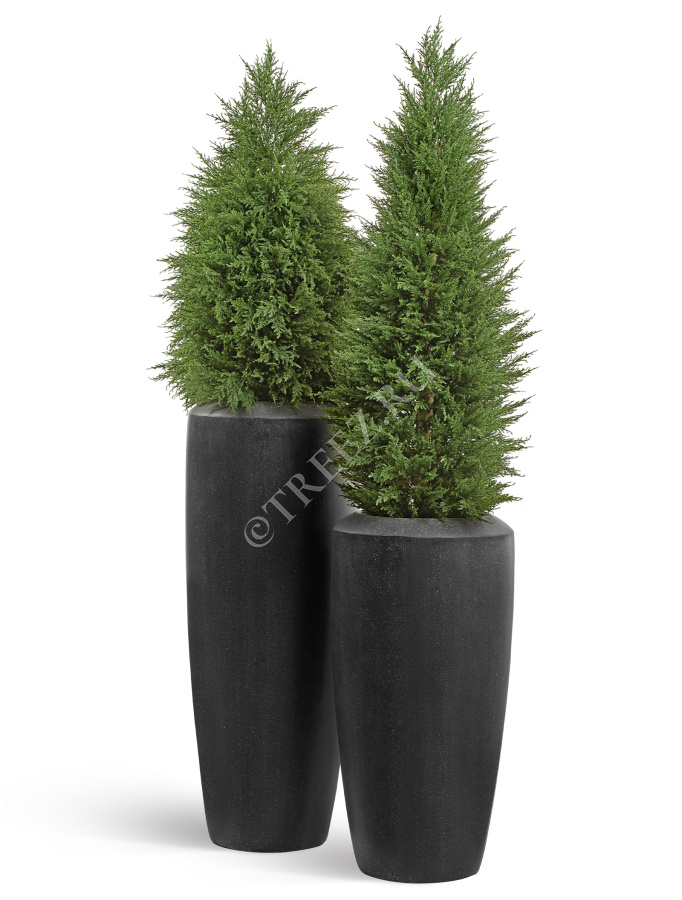 Сет № 12 - Кипарисы в кашпо Treez Effectory Quartz Высокий конус Design фото