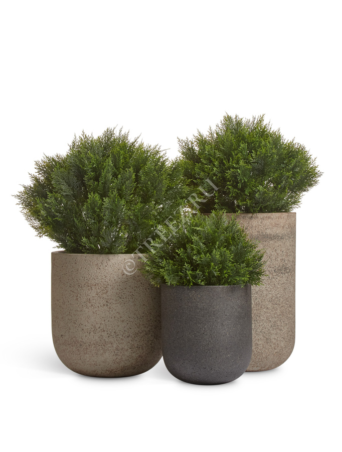 Сет № 26 - Композиция с шаровидными Туями Брабант в кашпо Treez Ergo Hard Rock фото