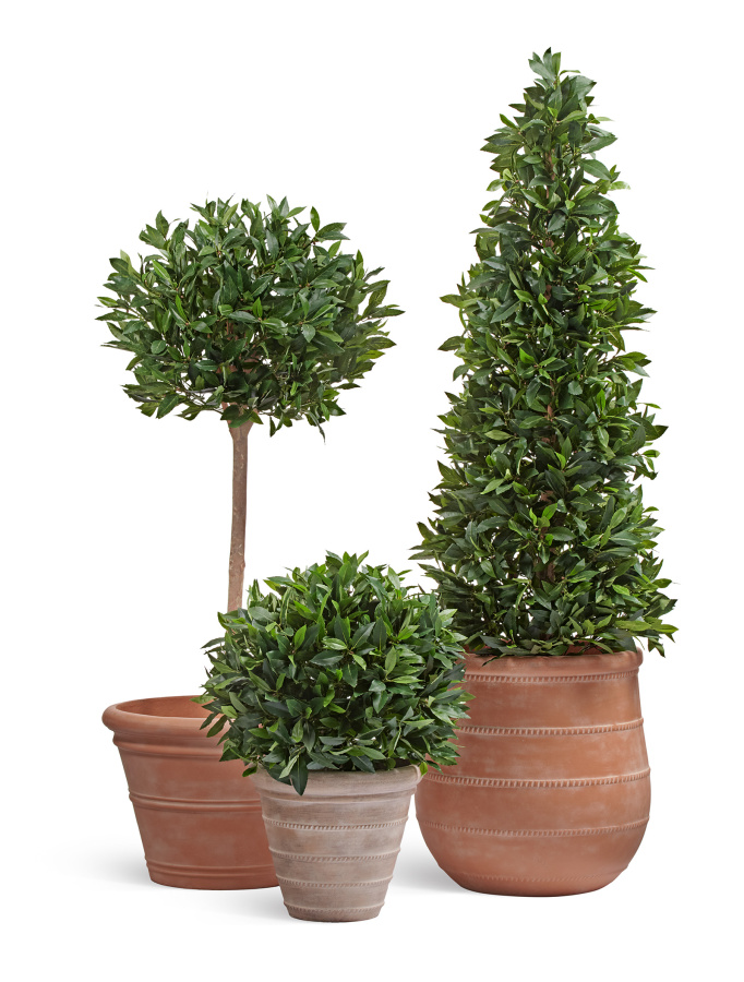 Сет № 33 - Композиция с Лаврами в кашпо Treez Ergo Italica фото