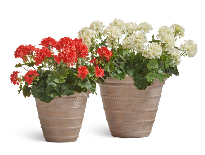Сет № 96 - Композиция с геранью в кашпо Treez Effectory Italica фото